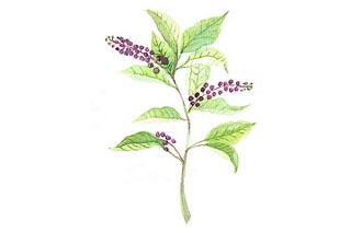 重阳节主持词（重阳节主持词开场白和结束语）