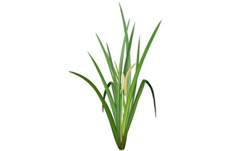 端午节祝福老师的句子（端午祝福老师的佳句）